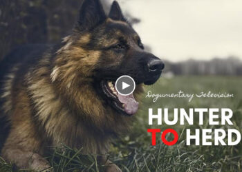 GERMAN SHEPHERD DOG: HUNTER TO HERDER