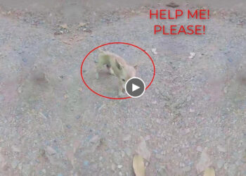 Dumped puppy severe emaciated only skins and bones, covered full of parasite, waiting for help!