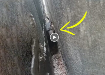 The Puppy Was Stuck Between Two Walls, The More Struggled, The More Stuck Was..