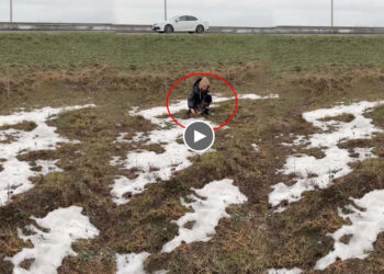 He laid between the 2 highway road, trembling, lost, so touching and terribly icy..2 degree outside.