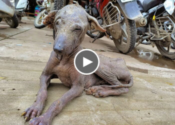 Rescued Older Dog with mange and severe skin disease