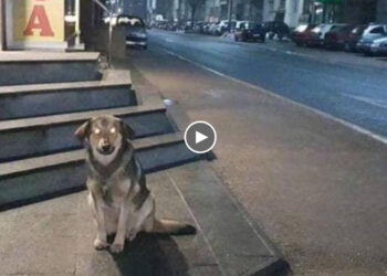 Pregnant dog was sitting by a shop next to a dangerous highway! She was so hungry and waiting there!