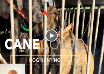 DOG TALK: DIAMOND GRIT CANE CORSO