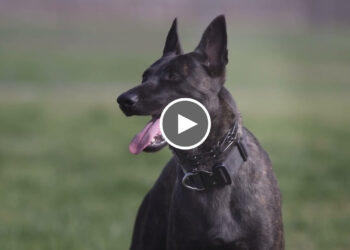 SIG THE AMAZING DUTCH SHEPHERD