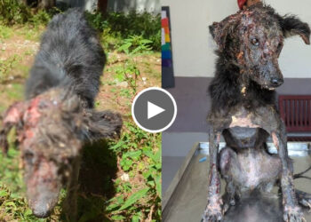 A stray dog survived the most severe case of mange the rescuers had seen in their lives.