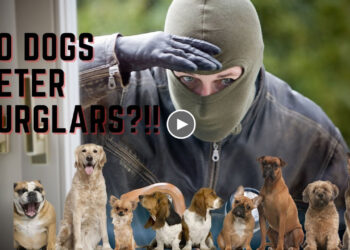 DO DOGS DETER BURGLARS?!!!