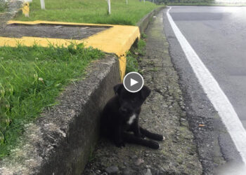 After Getting Out of a Bag, He Tried to Run After The Owner But Was Injured, Exhausted…