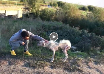 He had such a miserable life, sleeping on the field, hungry, cold… begging for help!