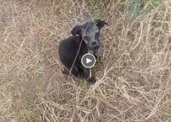 Malnourished Puppy Was Thrown On The Mountain Like Garbage, Ashamed of His Rough Body