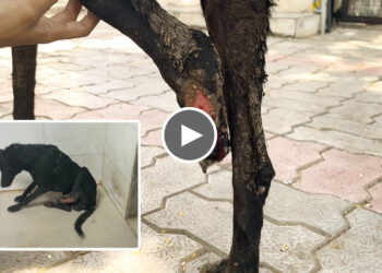 A Dog With Broken Leg and Maggots Wound Refused to Surrender till…