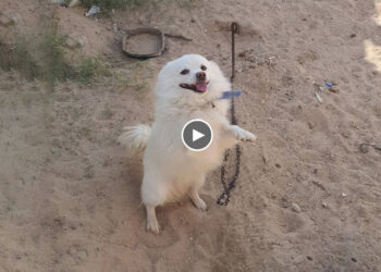 Every Day, He Raised His Hands to Beg for Help and Finally, He Got His Own Happiness
