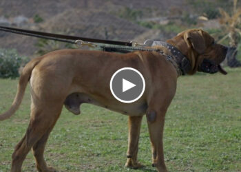 TOSA INU JAPANESE FIGHTING DOG