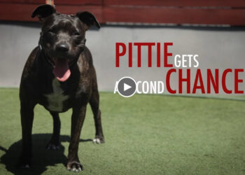 RESCUE PITBULL GETS SECOND CHANCE