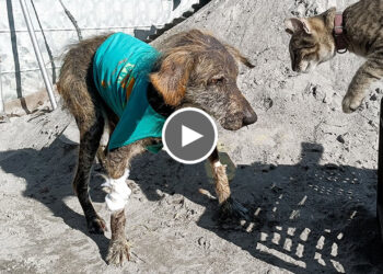 The rescuers found a Stray Dog on the Roadside, suffering from the Worst case of Mange.
