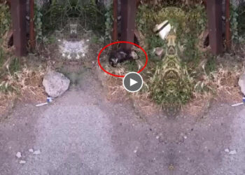 He was dumped beside the road due to sick and mange, crying in pain…but no one want to help