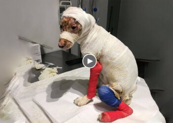 In Tears For Extraordinary Efforts of Puppy Whose Whole Body Burned, Even He Can’t Recognize Himself