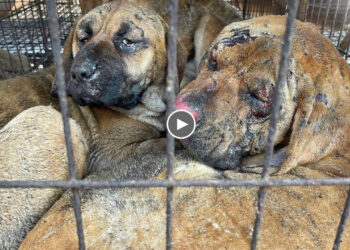 Two Sad Dogs Encouraged Each Other To Overcome All The Suffering They Just Went Through