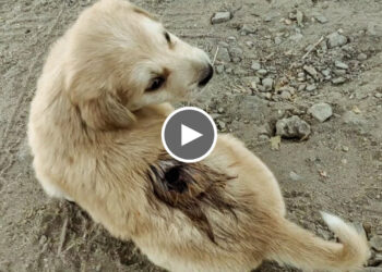 Stray Injured Puppy Found with big Wounds | Need Urgent Treatment.