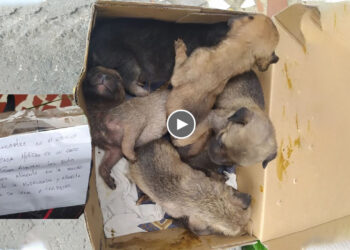 Attached is a Begging Paper, 5 Crying Puppies in a Carton That Really Need Help