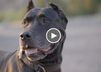 WHY I LOVE THE CANE CORSO!!!