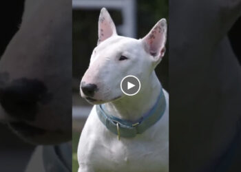BULL TERRIERS!!!