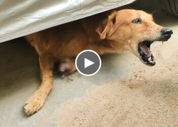 Street Dog With Broken Paw Limping and Whimpering in Pain