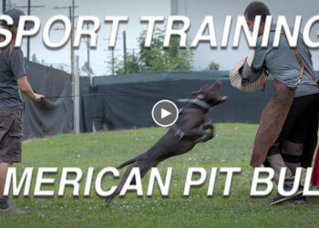 TRAINING DAY: AMERICAN PIT BULL TERRIERS