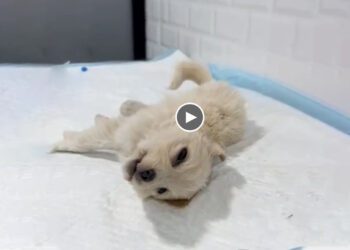 Puppy’ Crying Broke My Heart, I Cried With Him All The Way To The Vet