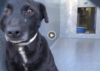 He is stray dog, non stop shaking in fear & sadness, hide in the corner of shelter waiting for help!