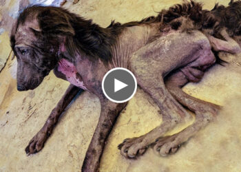 Rescued Strays Dog with Deadly Canine distemper & Skin Disease | Donate