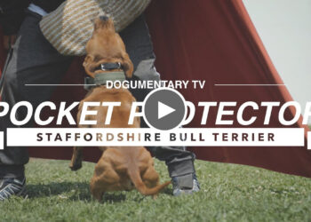 LITTLE DOG BIG PROTECTOR!!!