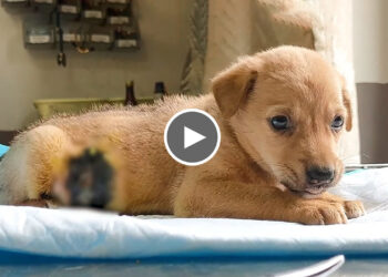 Rescued Puppy with Giant Maggots Deep Wound on Stomach