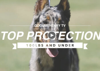 TOP 10 PROTECTION DOGS 100LBS AND UNDER