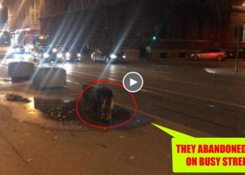 They dumped her on the busy street, she run everywhere hopeless her owner come back!