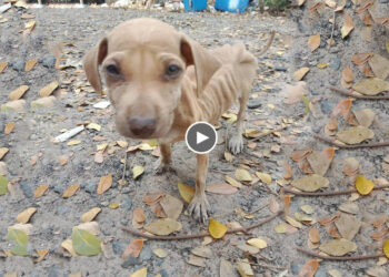 Abandoned puppy looking to us with sadness eyes as if “please help me, I’m sick, I’m hungry!”