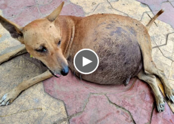 Pregnant Mother Dog Victim of a Road Accident, All The Pups Died in the Belly.