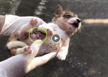 Fainted puppy covered thousand fleas crying for help beside the road, her heart out of her body!
