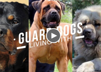 LIVING WITH GUARD DOGS