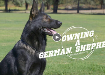 OWNING A GERMAN SHEPHERD
