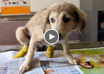 Puppy Found With Broken Hind Legs. | Rescued