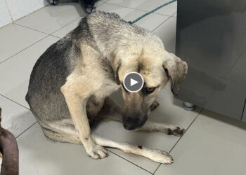 Mother Dog Was Sad, She Was Afraid That She No Longer Had The Strength To Take Care Of Her Cubs