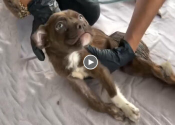 She was dumped by the river, non stop crying under a bridge waiting for help!