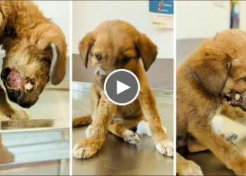 Rescued injured Puppy Who was bitten by another Big Dog