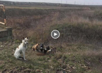 Abandoned mom and her puppies survive under a bridge, frozen and hungry desperate waiting for help!