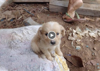 Seeing Puppy Sad, Everyone Cried And Wanted to Hug Her…to Protect Her