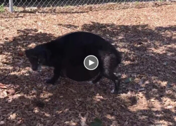 She was abandoned in scared, unsure, pregnant giving birth and 70 days of her puppies journey!