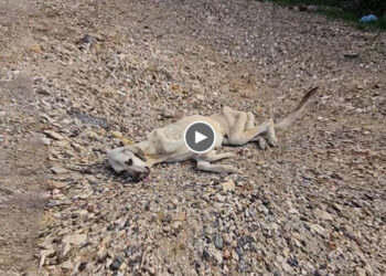 Skinny Dog Exhausted From Hunger, Lying Still, Trying to Eat Pebbles, Rocks Hoping to Survive
