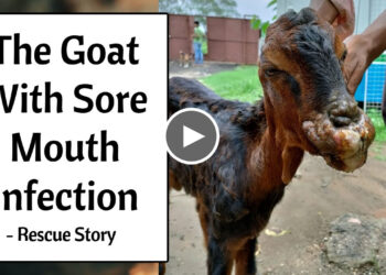 The Goat with Painful Sores around the Lips, Mouth, Gums, and Nose – ORF or Contagious Ecthyma