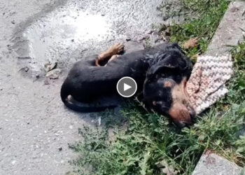 Poor Dog Was Completely Motionless in Front of The Market Gate But No One Cares About His Survival