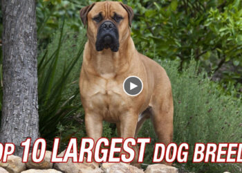 TOP TEN LARGEST DOG BREEDS